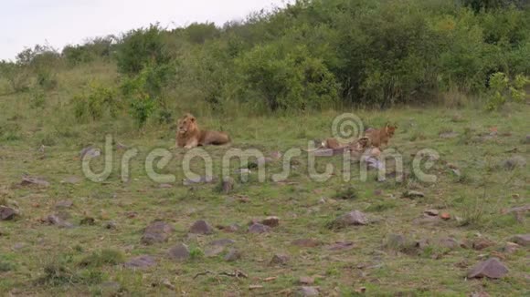 成年野生狮子休息小狮子在非洲草原上嬉戏视频的预览图