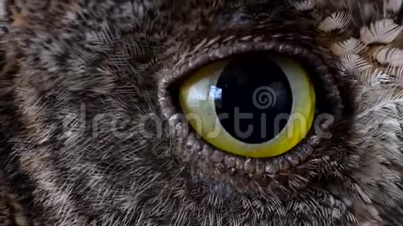 欧洲球棒猫头鹰球棒闭上眼睛视频的预览图