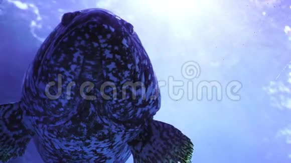水中长石斑鱼视频的预览图