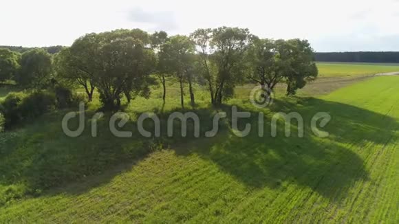 农田里美丽的树影的空中镜头视频的预览图