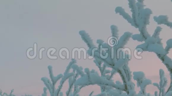 树枝覆盖着雪和霜映衬着深蓝色的天空视频的预览图