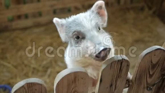 一只可爱的小猪穿过木栅栏视频的预览图