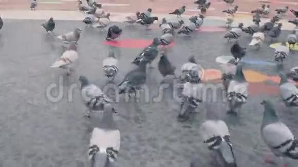 城市广场上成群的鸽子4k次视频的预览图