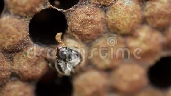 蜜蜂幼虫孵化视频的预览图