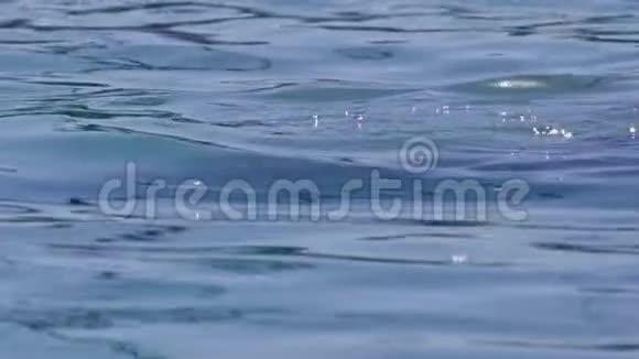 海豚侥幸通过相机拍摄视频的预览图