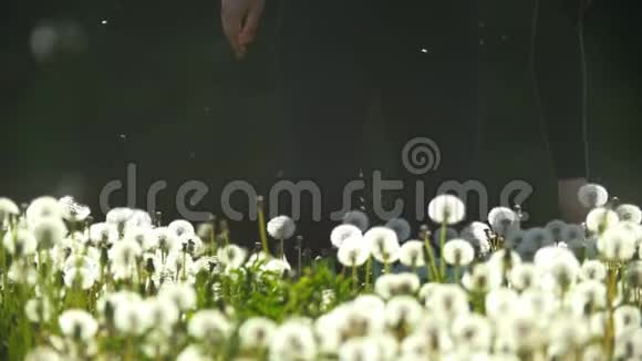 在蒲公英草地上走着的女性腿手里拿着一个吹球视频的预览图