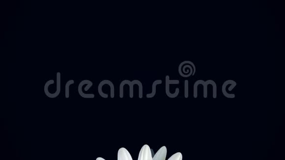 美丽的旋转的抽象的洋甘菊花向下移孤立在黑色背景上旋转的白色雏菊视频的预览图