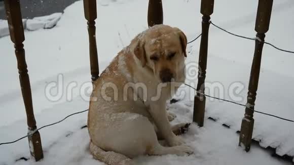 冬天大雪中无家可归的狗坐在房子的门廊上视频的预览图