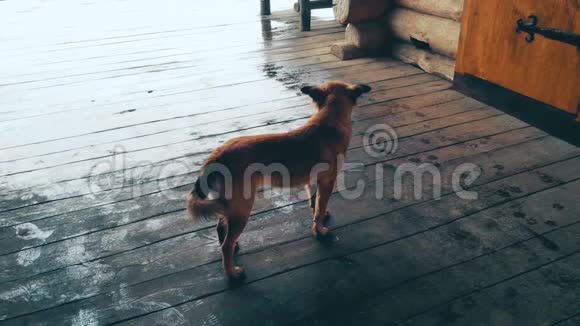 雨天无家可归的狗站在木廊上四处张望孤独视频的预览图