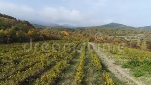 葡萄园里一排排的小葡萄有红酒葡萄的老葡萄园射击日出时美丽的葡萄园视频的预览图