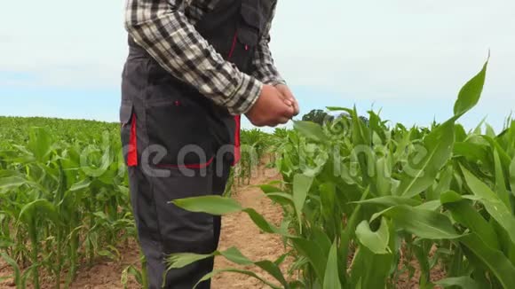 农夫摸着玉米叶视频的预览图