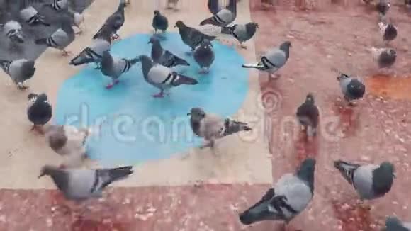 城市广场上成群的鸽子4k次视频的预览图