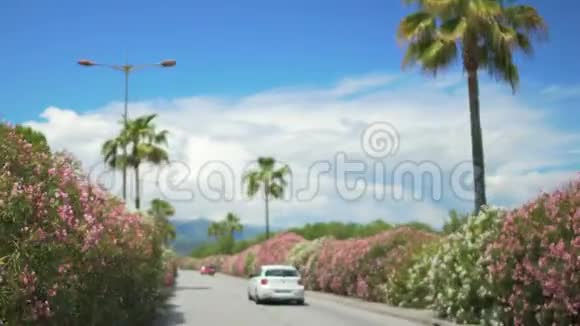 汽车在度假城市的高速公路上行驶两旁盛开的灌木丛夏季视频的预览图