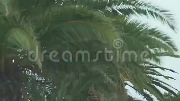 车辆沿着棕榈树排列的道路行驶从汽车上可以看到度假胜地视频的预览图