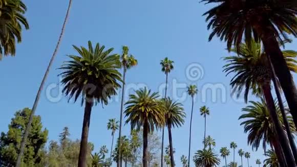 棕榈树胡同典型的比佛利山庄旅游摄影视频的预览图