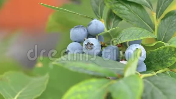 蓝莓果园树枝上的成熟蓝莓近距离观看放大视频视频的预览图