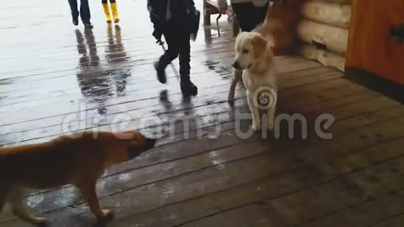 宠物狗和流浪狗在人群中相遇互相嗅嗅动物视频的预览图