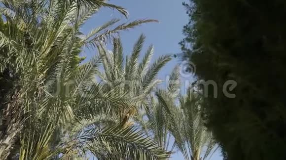 底景棕榈树间活动蓝天超高清超高清超高清4K2160P4096x2160视频的预览图