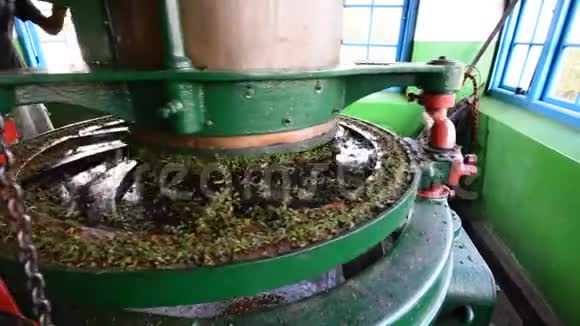 斯里兰卡茶叶厂的茶叶研磨视频的预览图