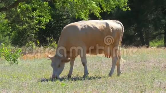 一头牛在森林背景下的绿色草地上觅食农业和牲畜视频的预览图
