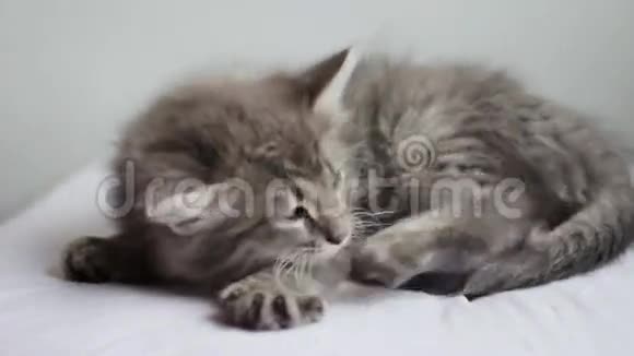 伸懒腰的小猫视频的预览图