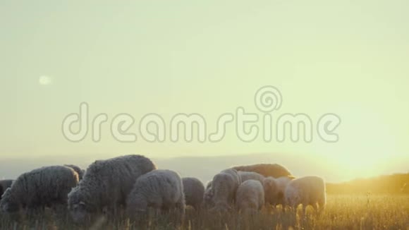 夕阳下农场里的羊群视频的预览图