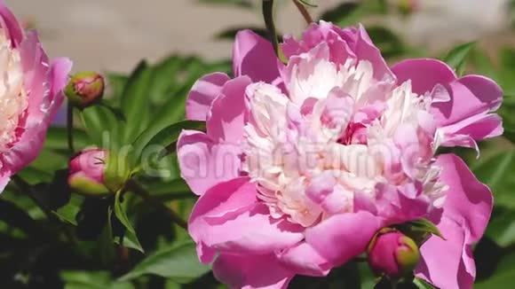 红色美丽的花朵牡丹在春天的花园里摇动风特写镜头美丽的花朵开着芍药视频的预览图