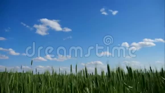 蓝天下美丽的绿野延时4K视频的预览图