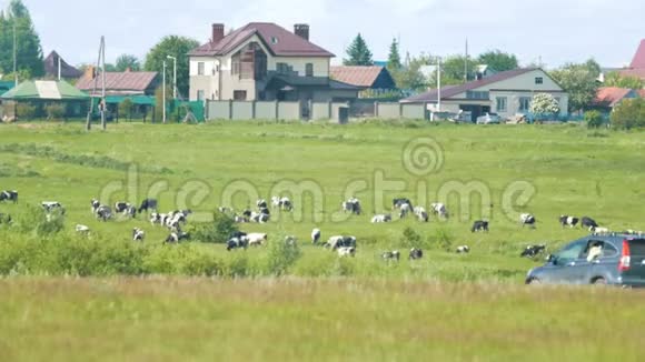 奶牛在一个村子里路过的汽车旁吃草视频的预览图