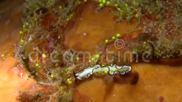无齿假灵假灵cf伦贝海峡夜晚的扁虫视频的预览图