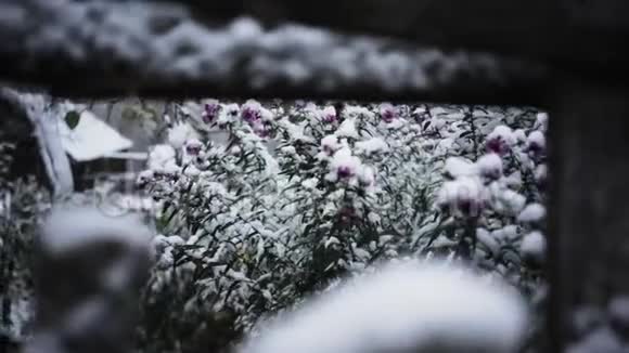 初雪视频的预览图