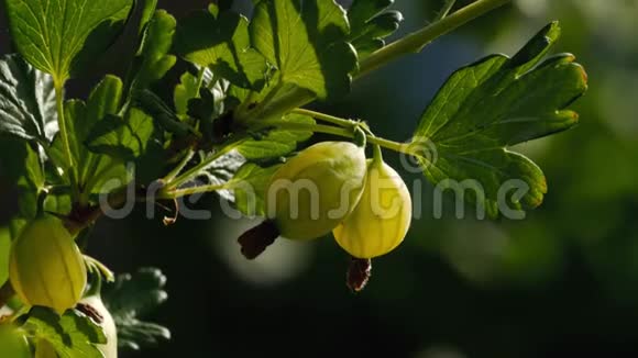 新鲜的绿色醋栗在一个带有阳光的醋栗灌木枝条上新鲜和成熟的有机醋栗视频的预览图
