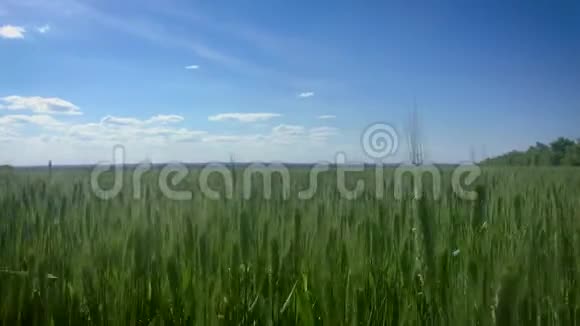 绿色麦田和晴天夏天的风景有天空和绿色的麦穗视频的预览图