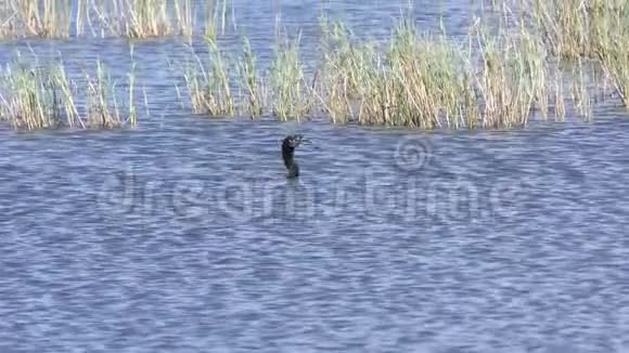 安辛加在湖里吞鱼视频的预览图