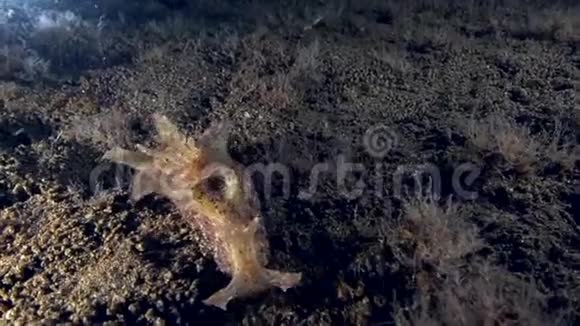 苏鲁海杜马盖特的沙上交配的日本雏菊视频的预览图