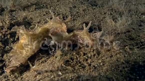苏鲁海杜马盖特的沙上交配的日本雏菊视频的预览图