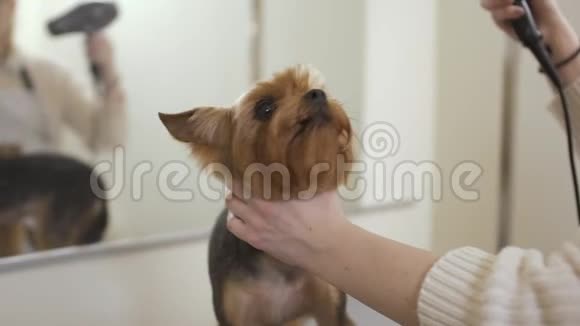 专业造型师干可爱的狗毛视频的预览图