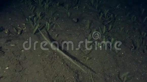 苏鲁海杜马盖特沙滩上的角鱼视频的预览图