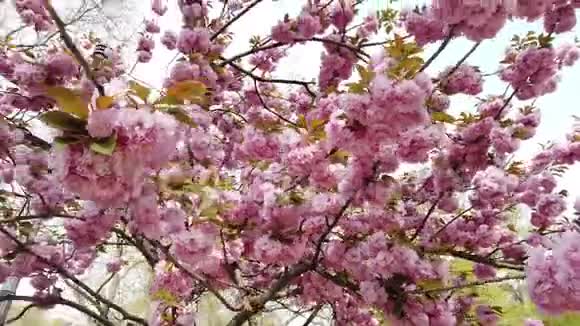 粉红色的樱花樱花喜马拉雅樱花在风中摇曳的特写背景视频的预览图
