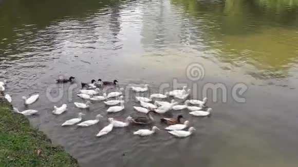 一群鸭子和鹅在池塘里游泳视频的预览图