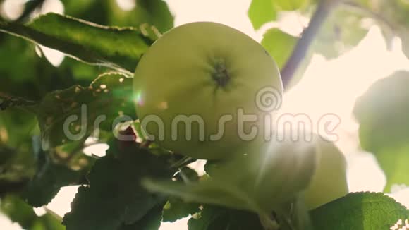 美丽的苹果在阳光下成熟在树枝上特写镜头农业企业树上的绿苹果视频的预览图