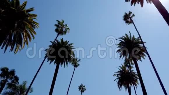 棕榈树巷典型的贝弗利山旅行摄影视频的预览图