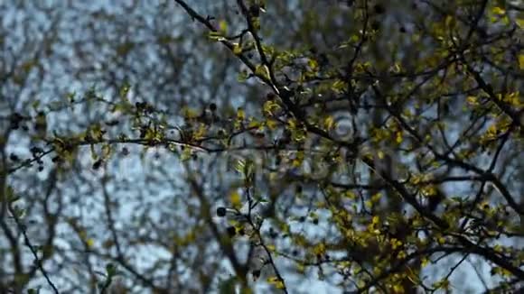 晚春的树枝上有花蕾金黄的叶子和清澈的蓝天背景视频的预览图