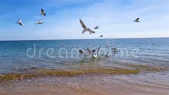海鸥在沙滩上慢悠悠地为食物而战海鸥在大海上嬉戏视频的预览图