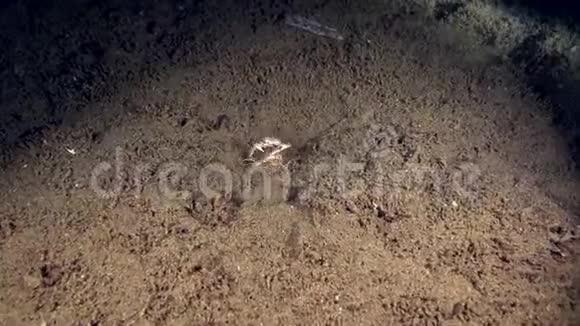 两只小螃蟹在祖鲁海的沙滩上搏斗视频的预览图