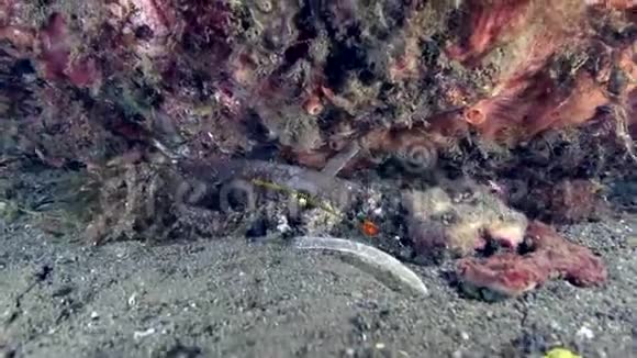 杜马盖特苏鲁海珊瑚上的黄带管鱼视频的预览图