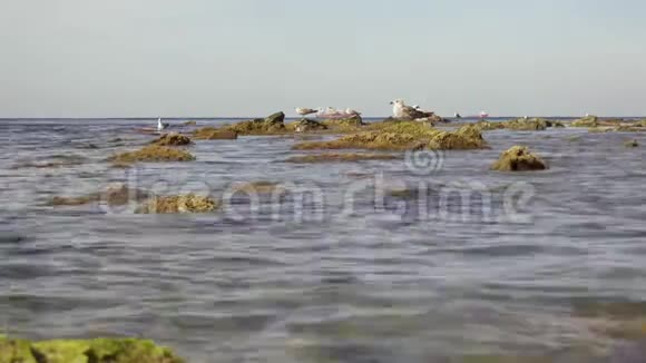 水中的海鸥和海中的石头视频的预览图