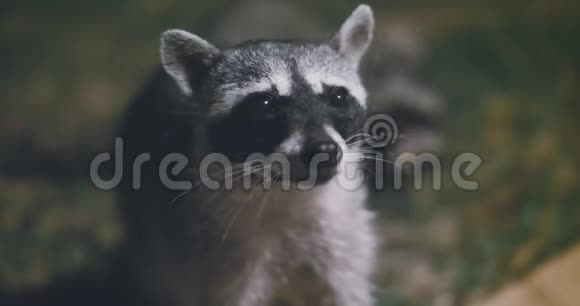 浣熊普罗西翁洛托尔夜间觅食视频的预览图