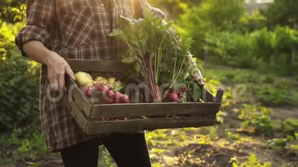 在生态农场农民手拿装满新鲜有机蔬菜土豆胡萝卜西红柿甜菜萝卜的木箱视频的预览图