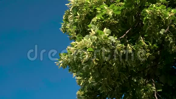 树的叶子和花朵随风飘动背景上的蓝天视频的预览图